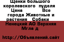 Щенки большого (королевского) пуделя › Цена ­ 25 000 - Все города Животные и растения » Собаки   . Ненецкий АО,Верхняя Мгла д.